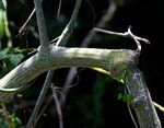 Adenia gummifera var. gummifera