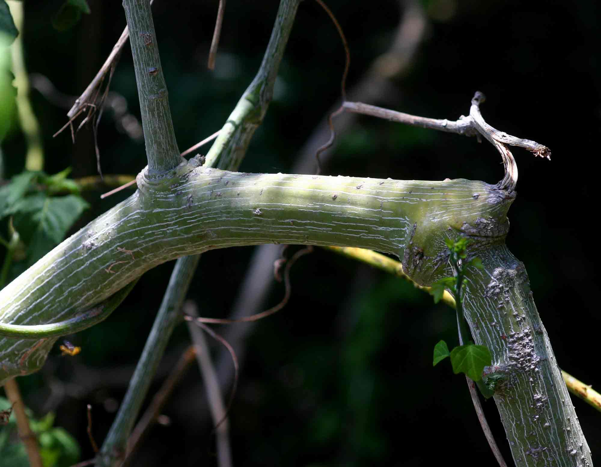 Adenia gummifera var. gummifera
