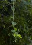 Adenia gummifera var. gummifera