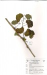 Adenia gummifera var. gummifera