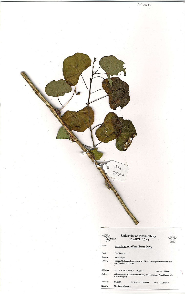 Adenia gummifera var. gummifera