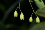 Adenia gummifera var. gummifera