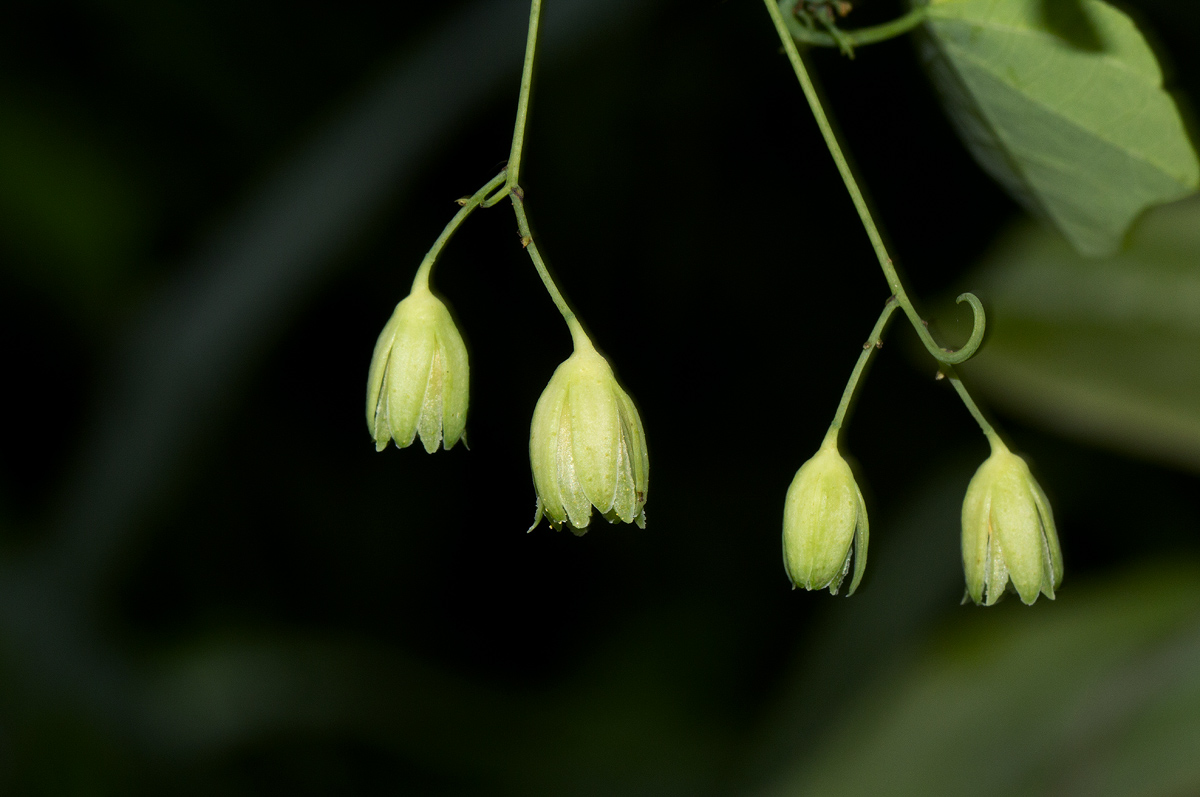 Adenia gummifera var. gummifera