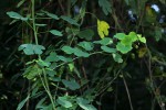 Adenia gummifera var. gummifera