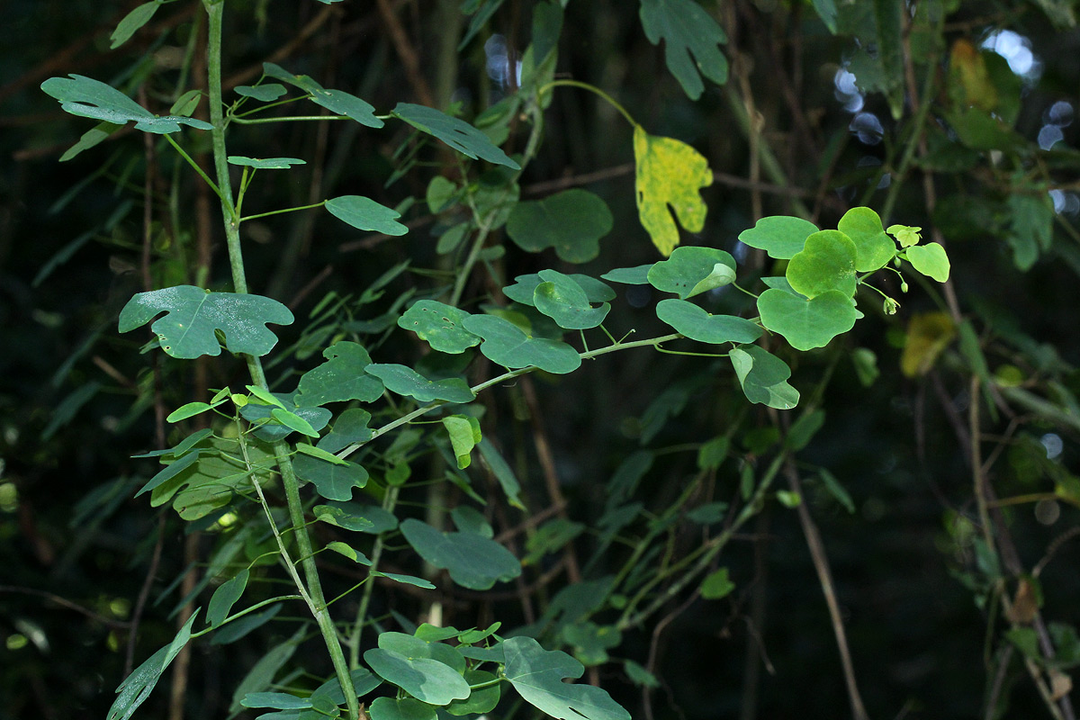 Adenia gummifera var. gummifera