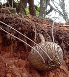 Adenia digitata
