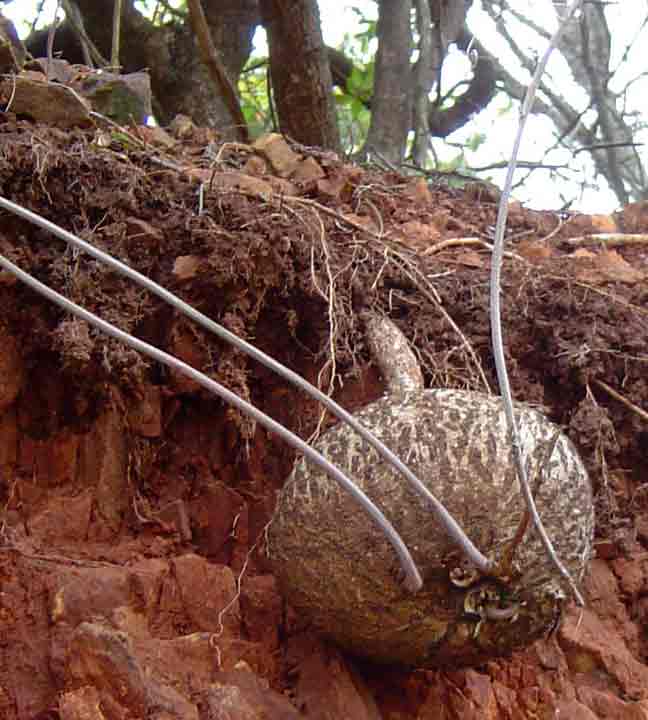 Adenia digitata