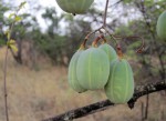 Adenia digitata