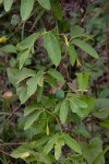 Adenia digitata