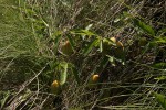 Adenia digitata