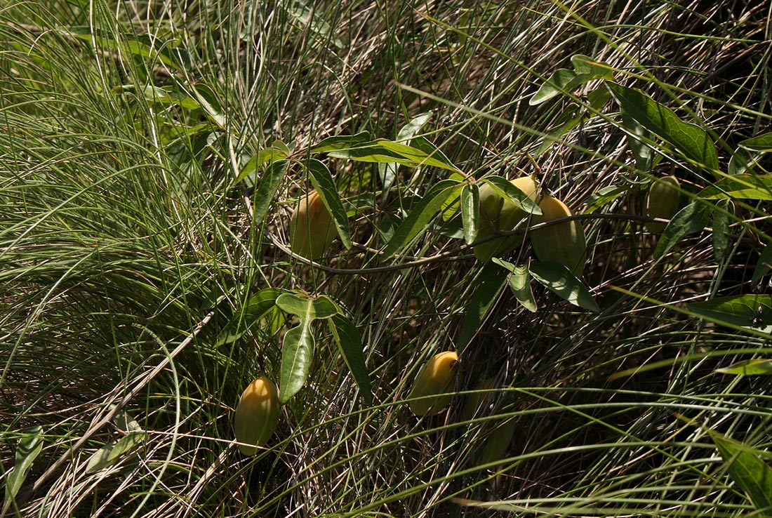 Adenia digitata