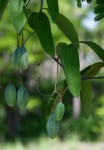Adenia digitata
