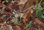 Adenia digitata