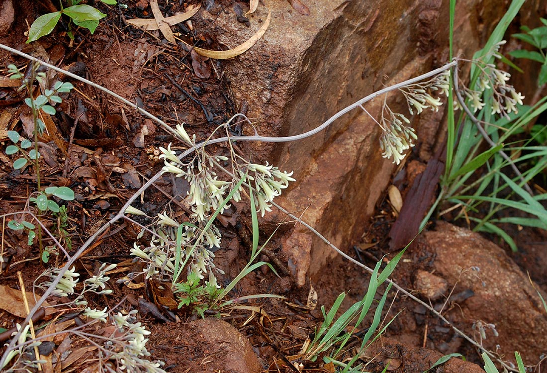 Adenia digitata