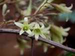 Adenia digitata
