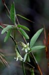 Adenia digitata