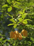 Adenia digitata