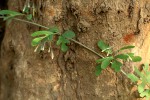 Adenia digitata