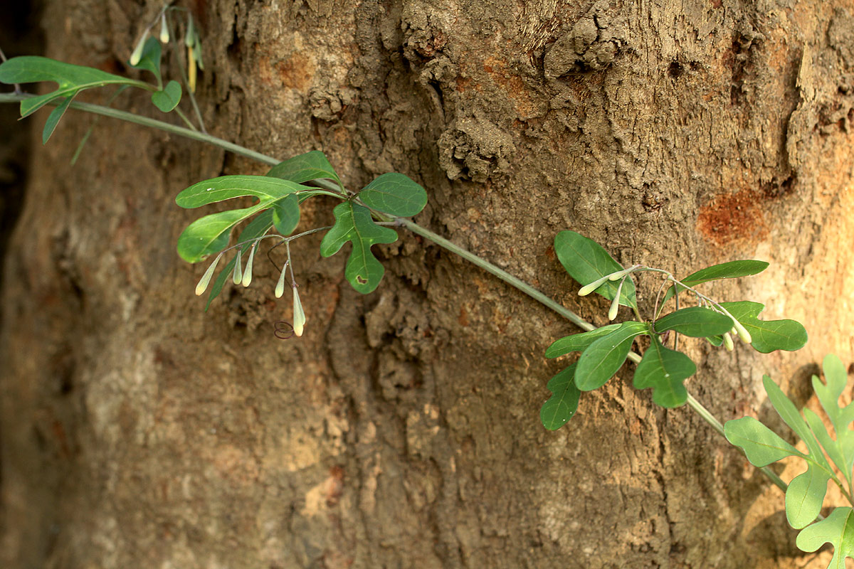 Adenia digitata
