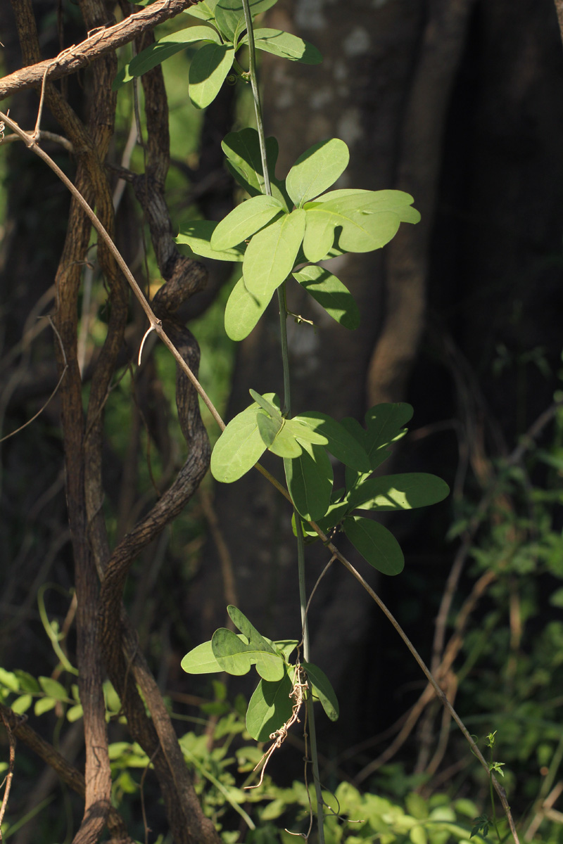 Adenia digitata