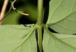 Adenia digitata