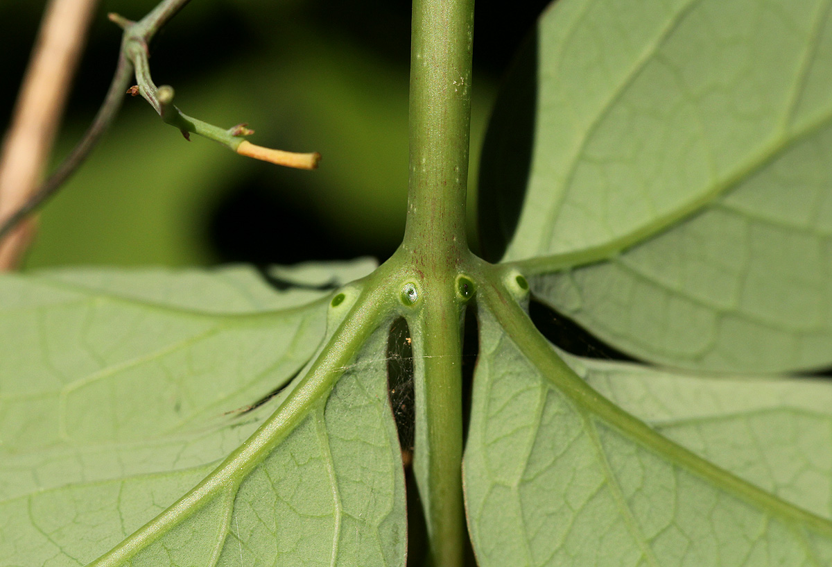 Adenia digitata