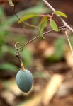 Adenia digitata