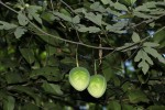 Adenia digitata