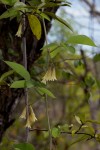 Adenia digitata