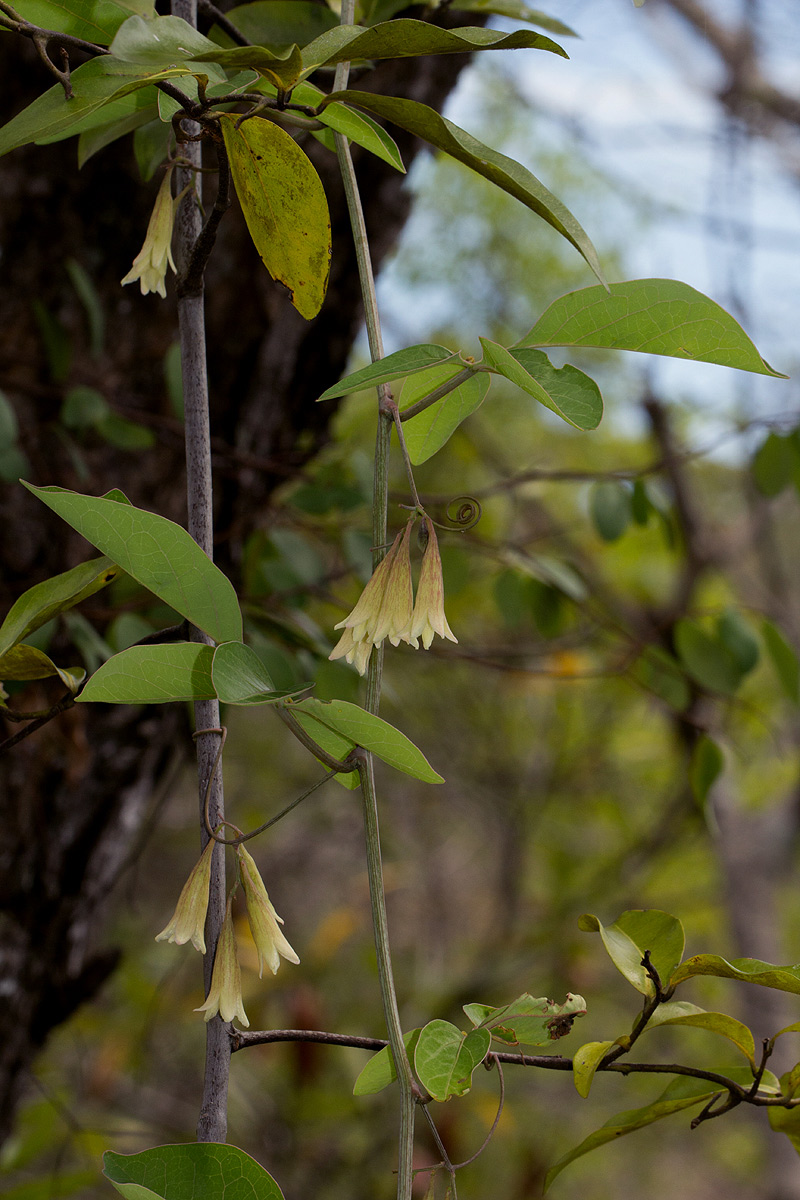 Adenia digitata