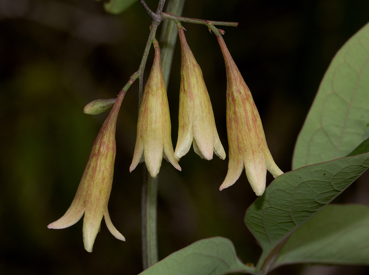 Adenia digitata