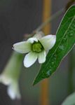 Adenia digitata