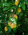 Adenia digitata