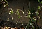 Adenia digitata