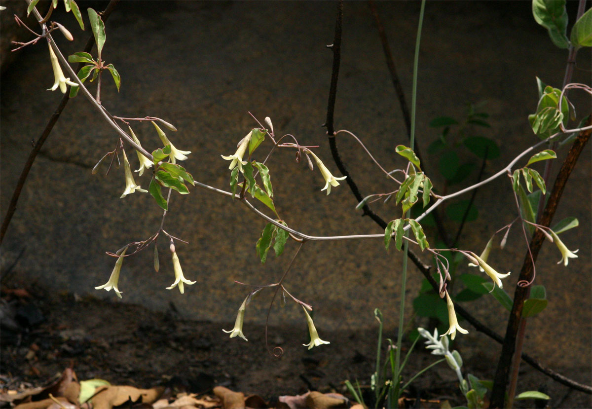Adenia digitata