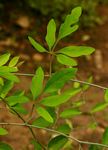 Adenia digitata