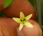Adenia digitata