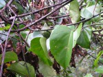 Adenia lobata subsp. rumicifolia