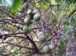 Adenia lobata subsp. rumicifolia