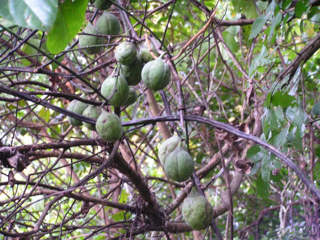 Adenia lobata subsp. rumicifolia