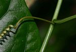 Adenia lobata subsp. rumicifolia
