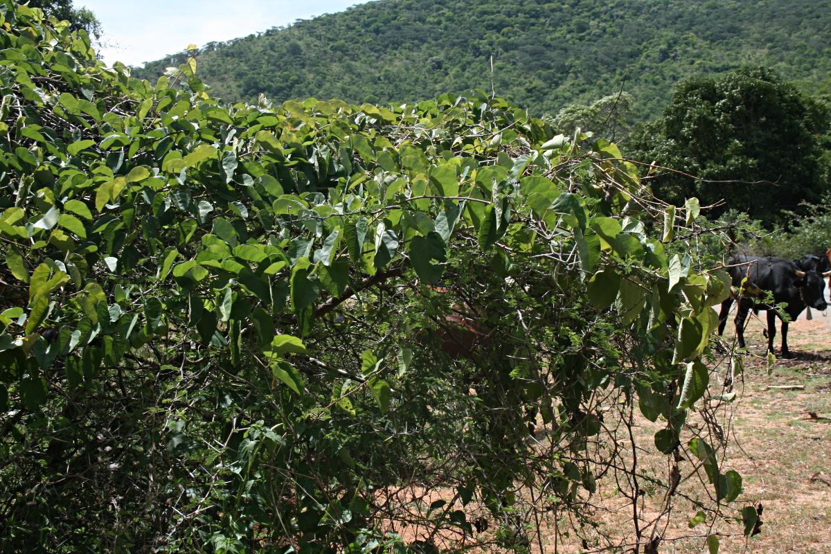 Adenia panduriformis