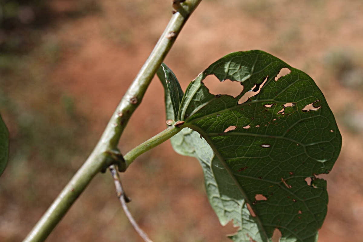 Adenia panduriformis
