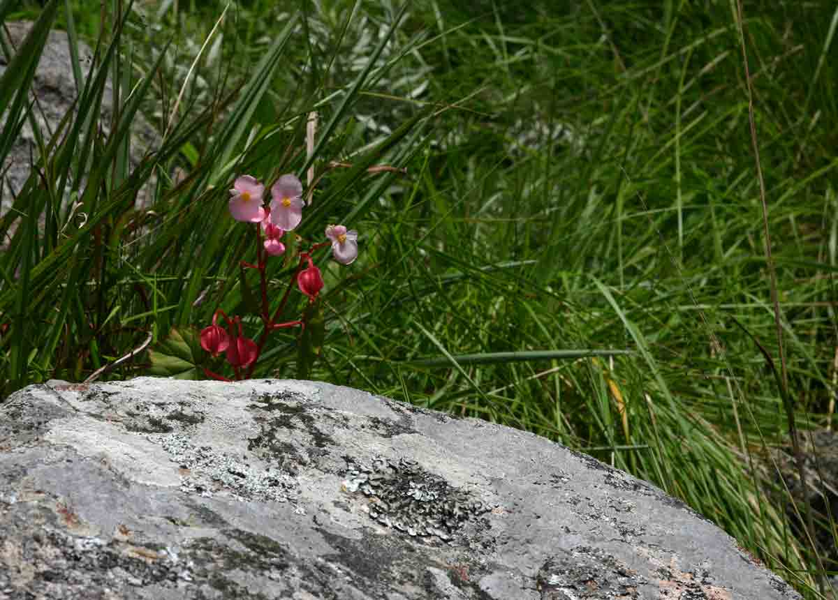 Begonia sonderiana