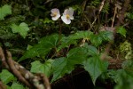 Begonia sonderiana
