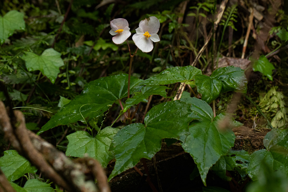 Begonia sonderiana