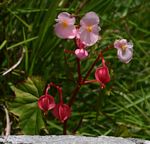 Begonia sonderiana