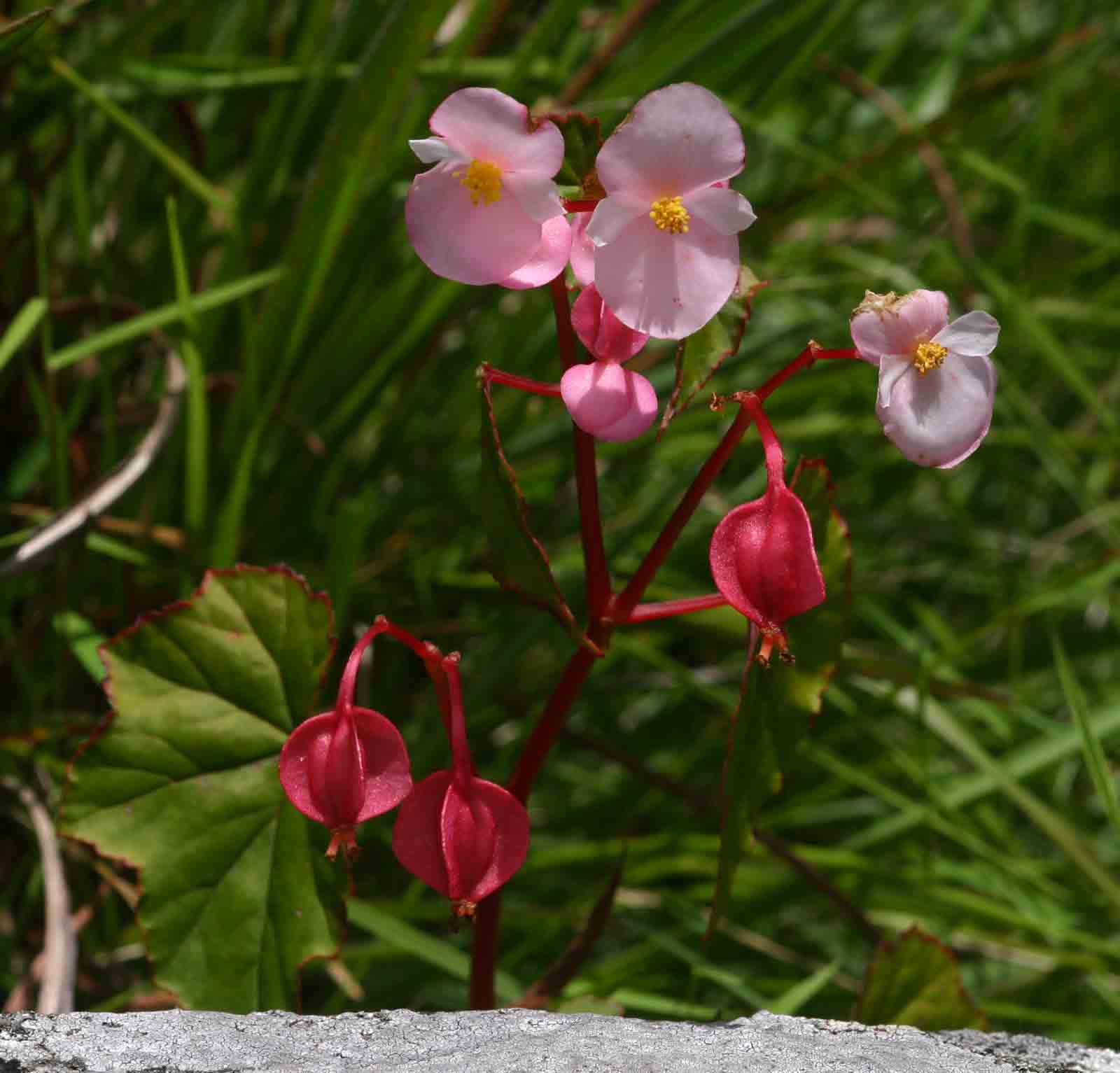 Begonia sonderiana