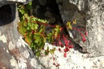 Begonia sonderiana