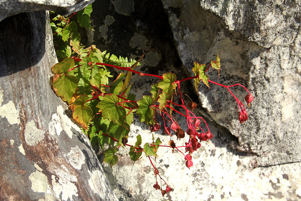 Begonia sonderiana